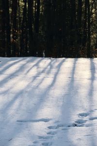 Snow covered land trees in forest