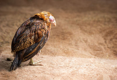 Close-up of a bird perching on a field