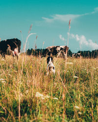 Sheep in a field