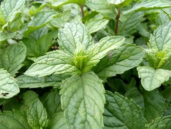 Full frame shot of green leaves