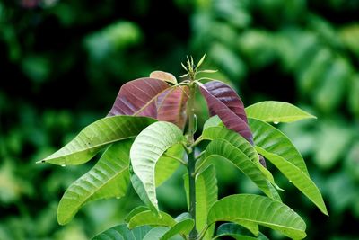 Close-up of green leaves