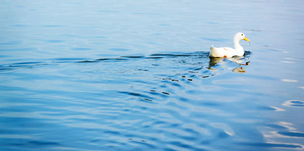 Ducks swimming in lake