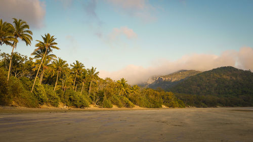 Scenic view of palm trees on mountain against sky