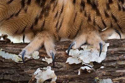 Eurasian eagle owls talons closeup