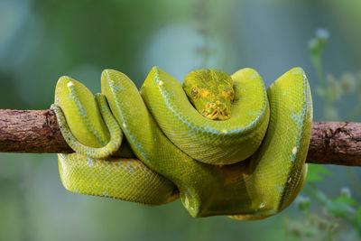 Close-up of snake on branch