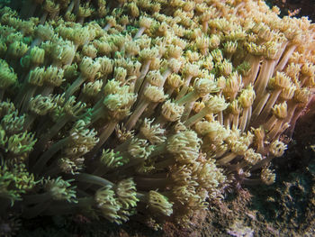 Close-up of coral in sea