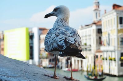 Close-up of seagull perching on wooden post in city