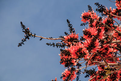 Low angle view of flowering plant against sky