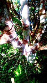 Low angle view of trees growing in forest