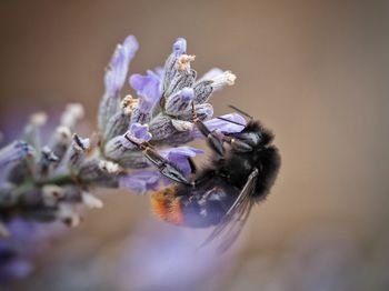 Close-up of bee pollinating on purple flower