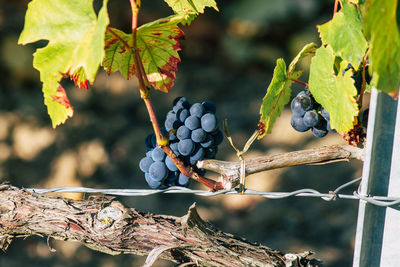 Close-up of grapes growing on tree