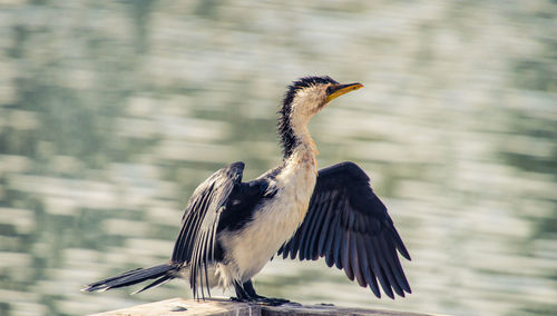 Cormorant with spread wings
