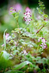 Close-up of flowers