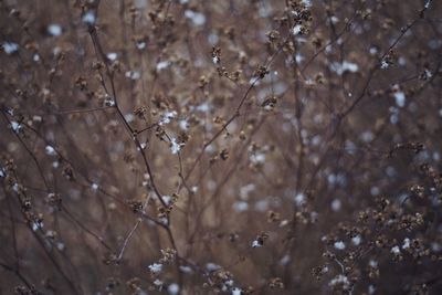 Close-up of flower tree