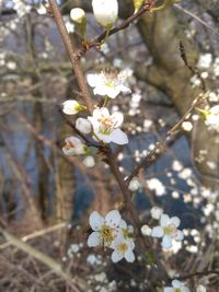Close-up of apple blossoms in spring