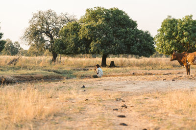 View of a horse on field