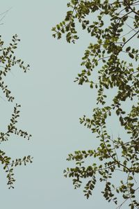 Low angle view of trees against clear sky