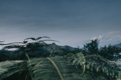 Close-up of palm trees against sky