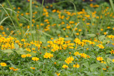 Close-up of yellow flowering plants on field