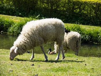 Sheep grazing in a farm