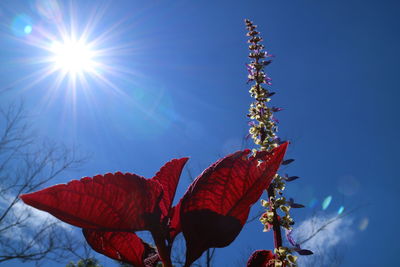 Low angle view of red flowering plant against blue sky