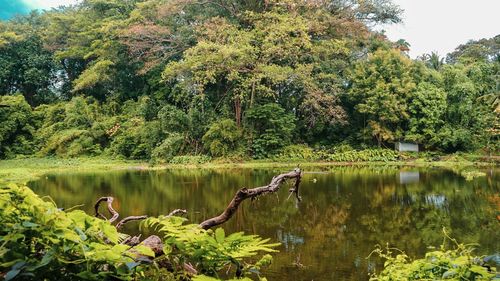 Scenic view of lake in forest