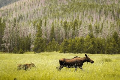 Horses in a field