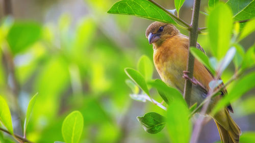 Close-up of bird perching on tree