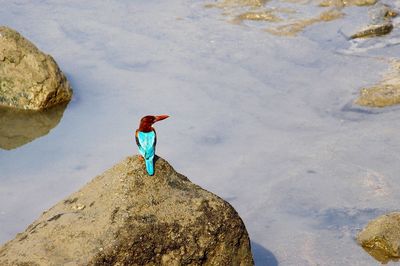 Full length of man standing on rock