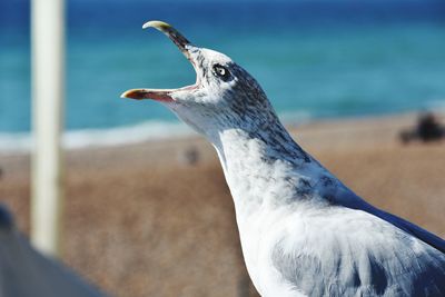 Close-up of seagull screaming