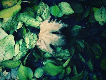 High angle view of green leaves on plant