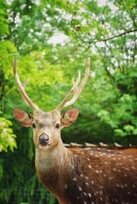 Portrait of deer