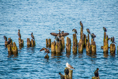 View of birds swimming in sea