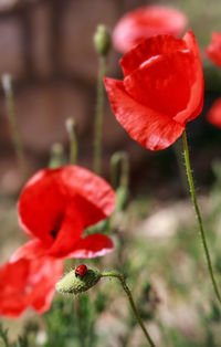 Beetle ladybug on a poppy bud.