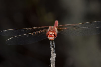 Close-up of dragonfly on twig