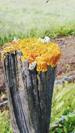 Close-up of wooden tree trunk