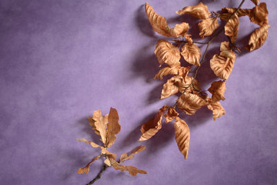 High angle view of dried plants on table