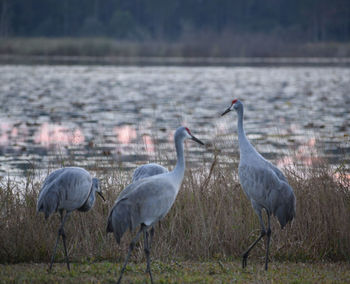 Sandhill cranes in a group looking at lake during sunset