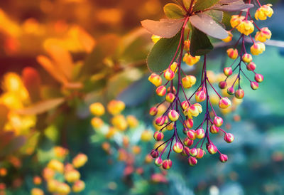 Yellow with red flowers of blossoming barberry close-up on a blurred background. selective focus.