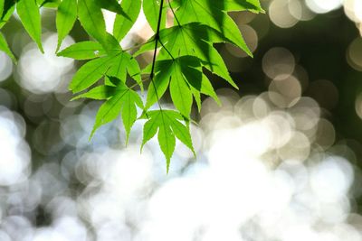 Low angle view of leaves