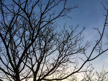 Low angle view of bare trees against blue sky