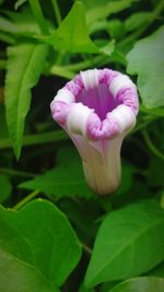 Close-up of pink flower blooming outdoors