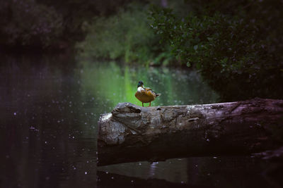 Bird perching on rock by lake