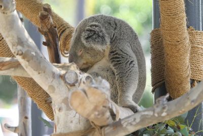 Close-up of koala sitting on tree