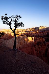 Trees on landscape against clear sky