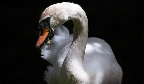 Close-up of swan in water against black background