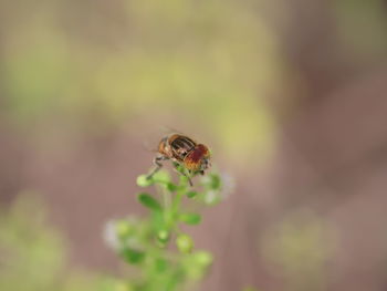 Close-up of bee pollinating on flower