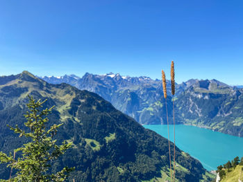 Above urnersee