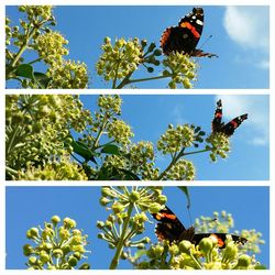 Low angle view of flowers against sky