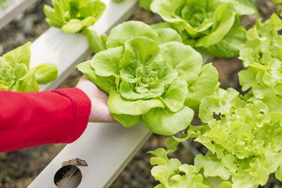 Vegetable owners inspecting vegetables in greenhouse farms. small food production business ideas